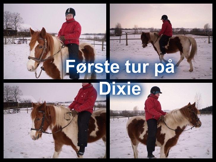 Anden særlig race Dixie - Første tur på Dixie 5 februar 2012:D billede 5