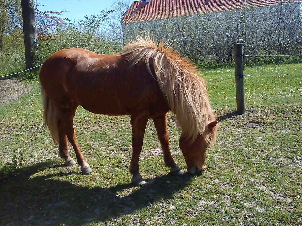 Islænder *Stjerne*! (rider) billede 1