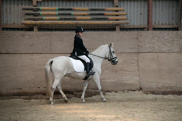 Anden særlig race Anton  - Anton og mig til stævne GAMELT billede 12
