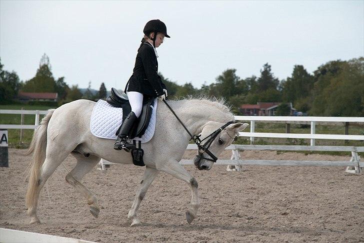 Anden særlig race Anton  - Anton og mig til stævne GAMELT billede 13