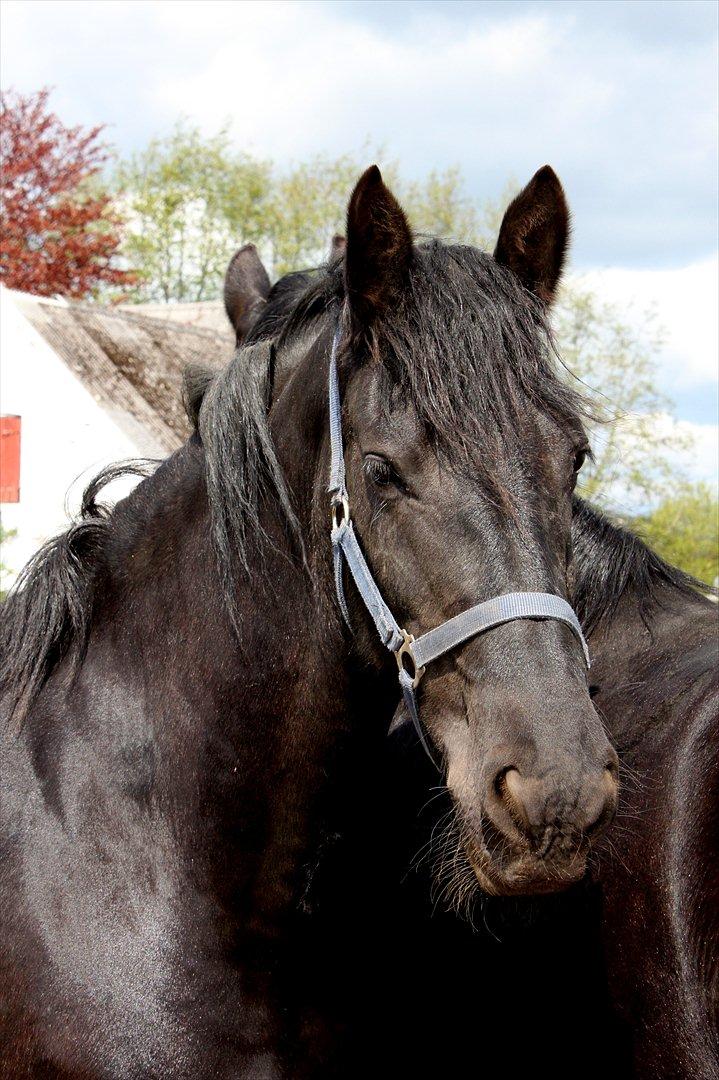 Frieser Anneke billede 5