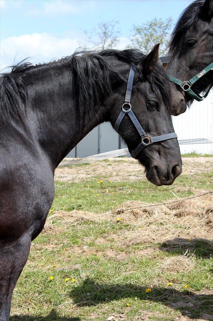 Frieser Anneke billede 6