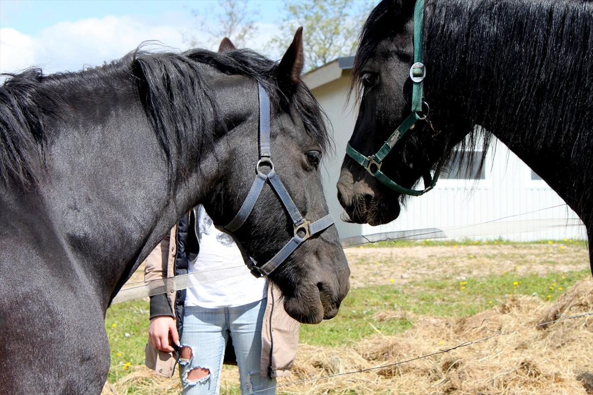 Frieser Anneke billede 7