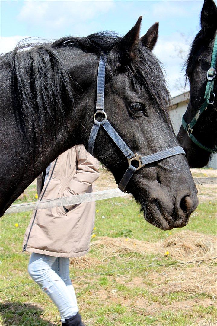 Frieser Anneke billede 8