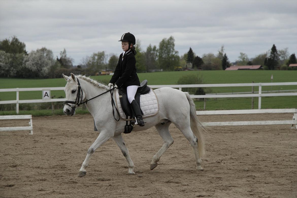 Anden særlig race Anton  - Anton og mig til stævne GAMELT billede 14