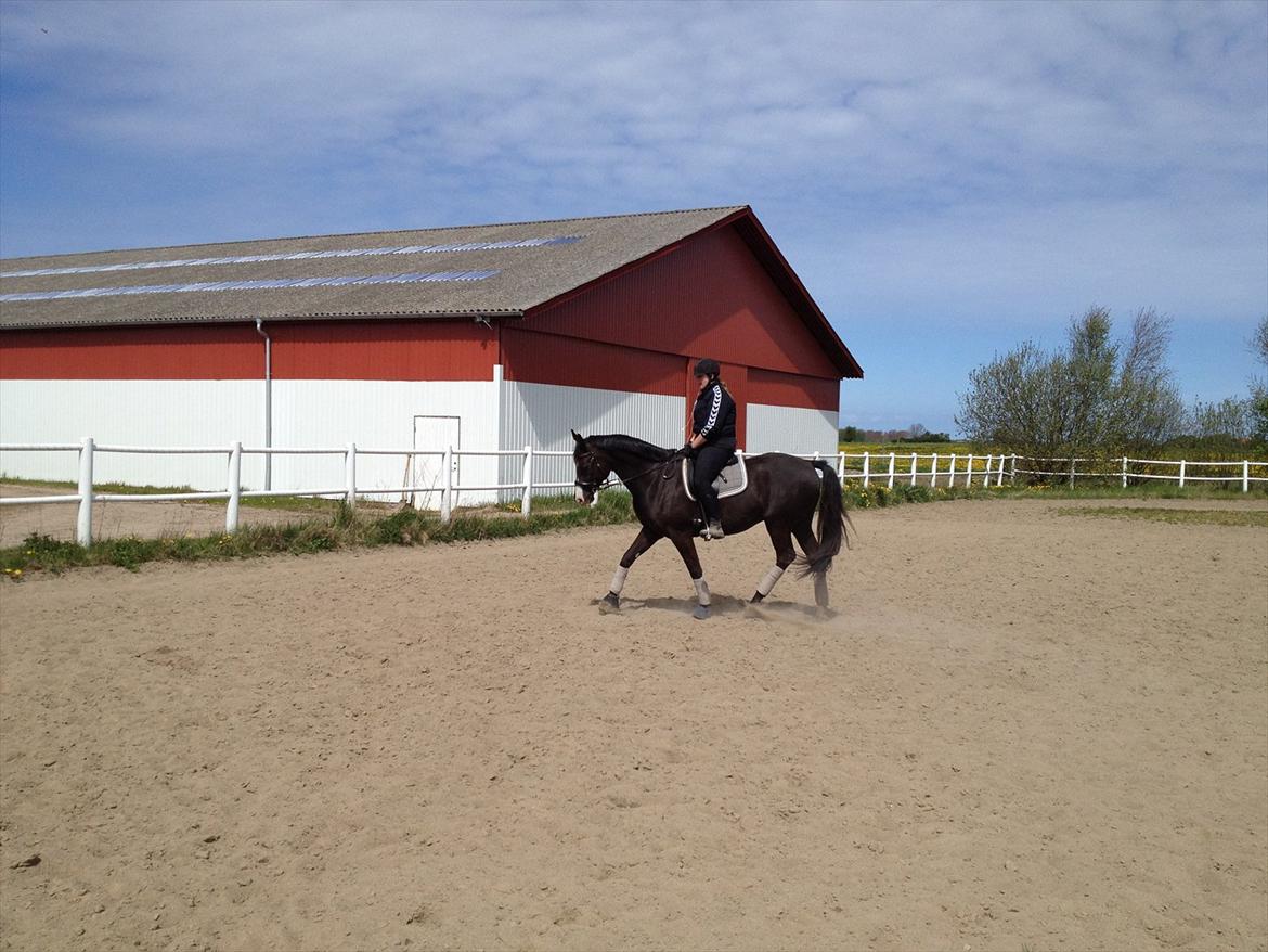 Dansk Varmblod Dalsø´s Oliver billede 15