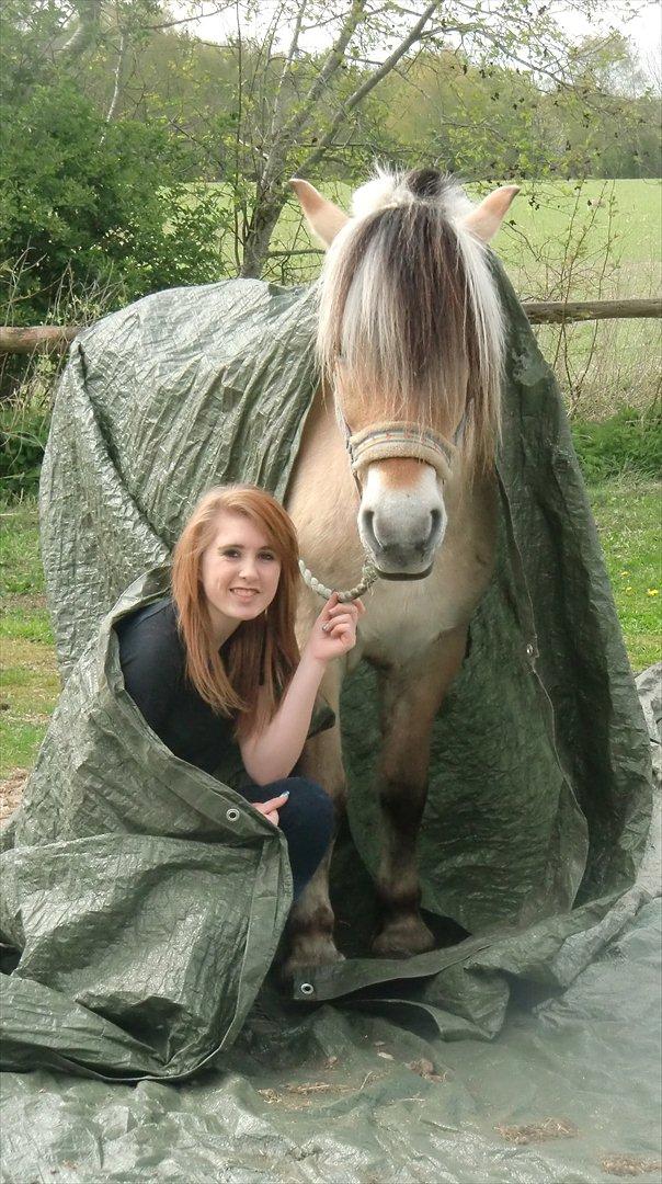 Fjordhest TOT - Med tillid kommer man længst :)
  billede 7