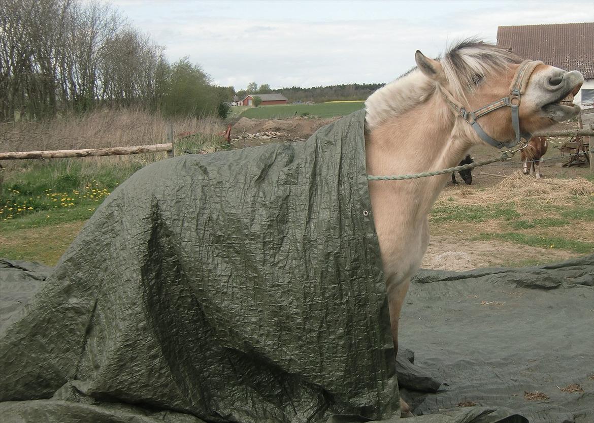 Fjordhest TOT - Dejlige Tot :) billede 8