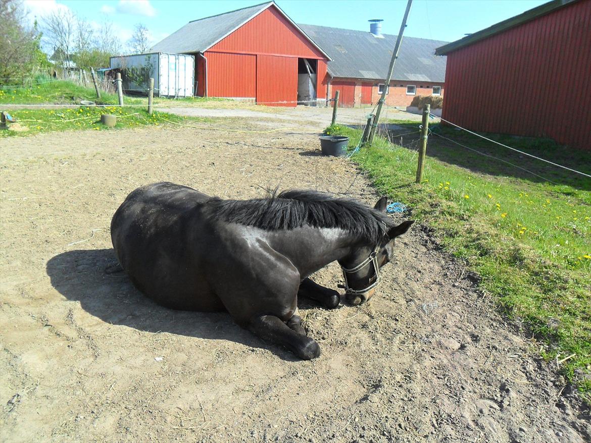 Anden særlig race Houmgaards Shakira<3. billede 17