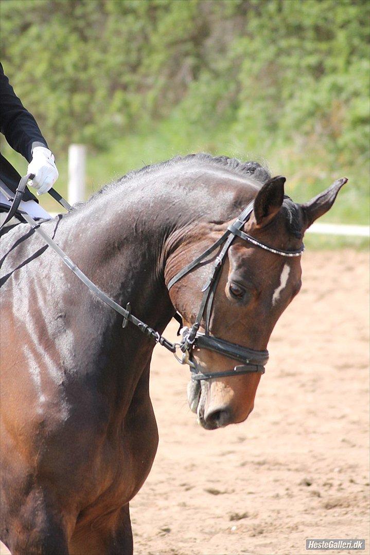 Holstener Dumbledore - Min smukke smukke pony til stævne i Spjald d. 5. maj 2012 - Billede: Visby Photo/Marianne Laursen. billede 6