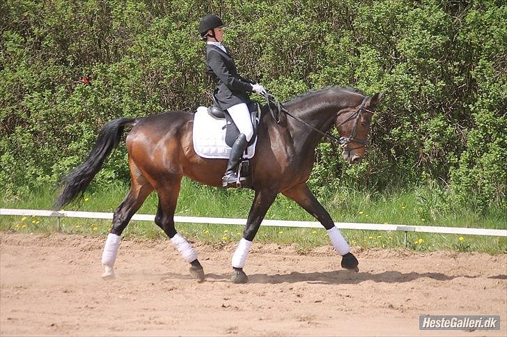 Holstener Dumbledore - Min smukke smukke pony til stævne i Spjald d. 5. maj 2012 - Billede: Visby Photo/Marianne Laursen.  billede 9