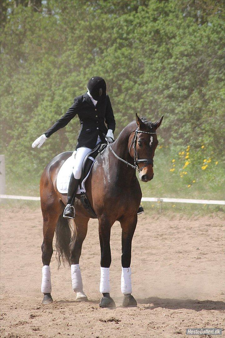 Holstener Dumbledore - Min smukke smukke pony til stævne i Spjald d. 5. maj 2012 - Billede: Visby Photo/Marianne Laursen.  billede 16