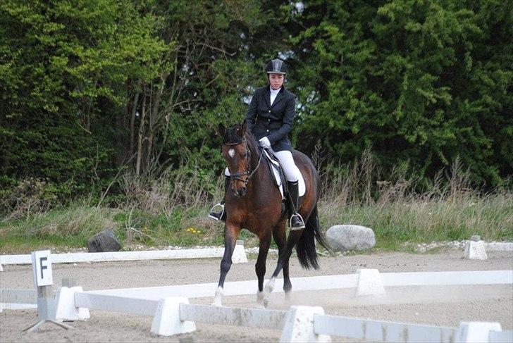 Dansk Varmblod San Luca - Mig og Luca til stævne d. 6/5-12 Foto: Stine Skræm billede 18