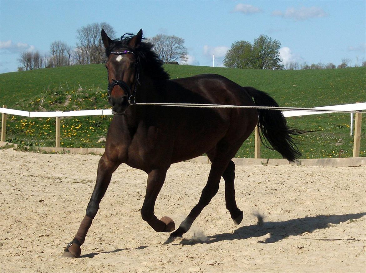 Traver Odessa B billede 6