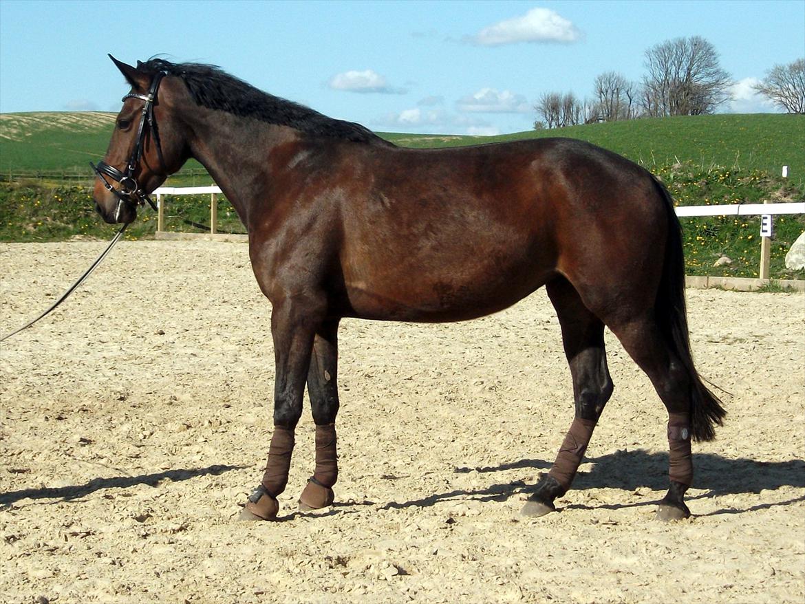 Traver Odessa B billede 10