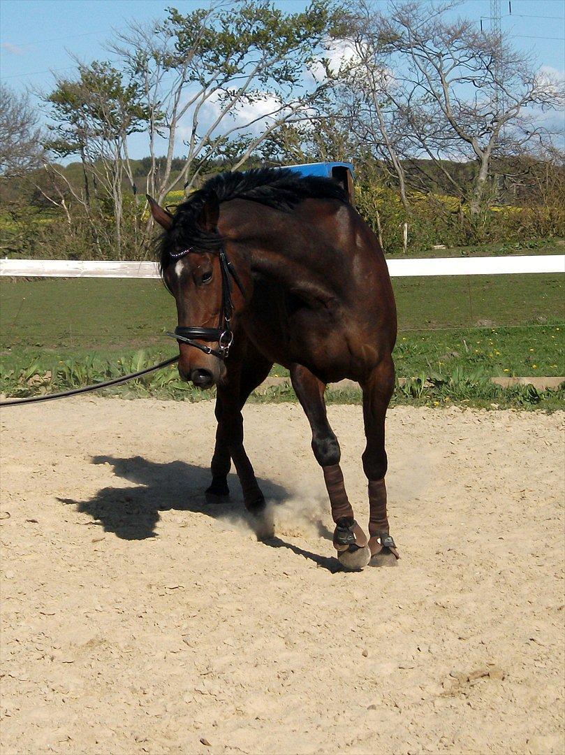 Traver Odessa B billede 7