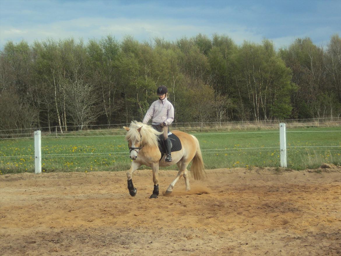 Tyroler Haflinger Bonny - Min prinsesse pige<3 billede 12