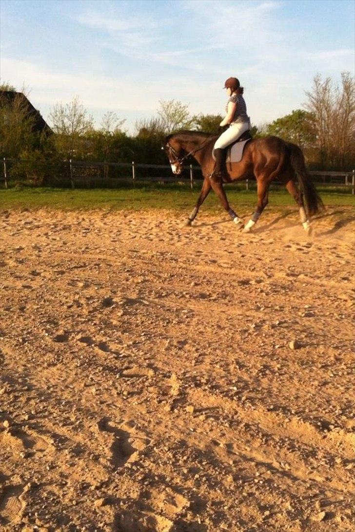 Dansk Varmblod Askemosegaards Ram Á Jean billede 18