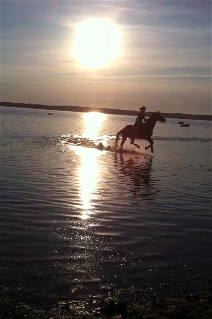Dansk Varmblod Askemosegaards Ram Á Jean billede 19