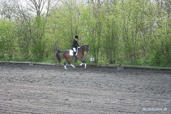 Tysk Sportspony Emira C [tidl. part] - <3 billede 8