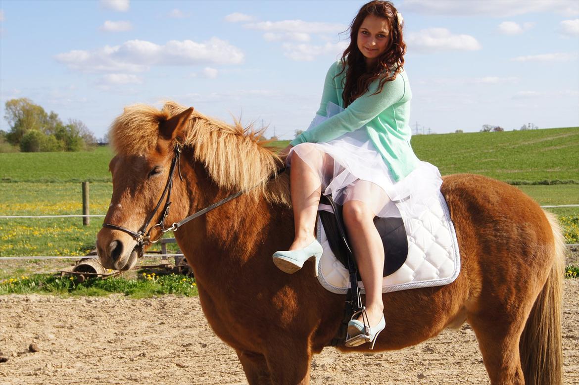 Islænder Trítill fra Fogedgaarden - Konfirmation 2012 billede 1