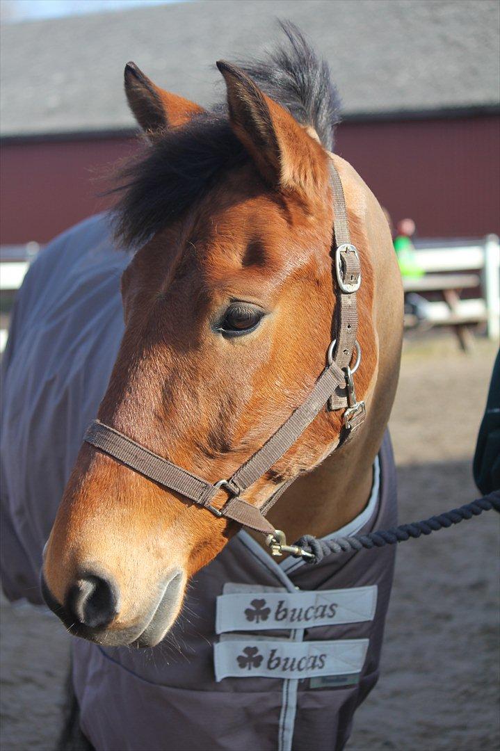 Anden særlig race Lucky Luke (Lille Fyren) billede 1