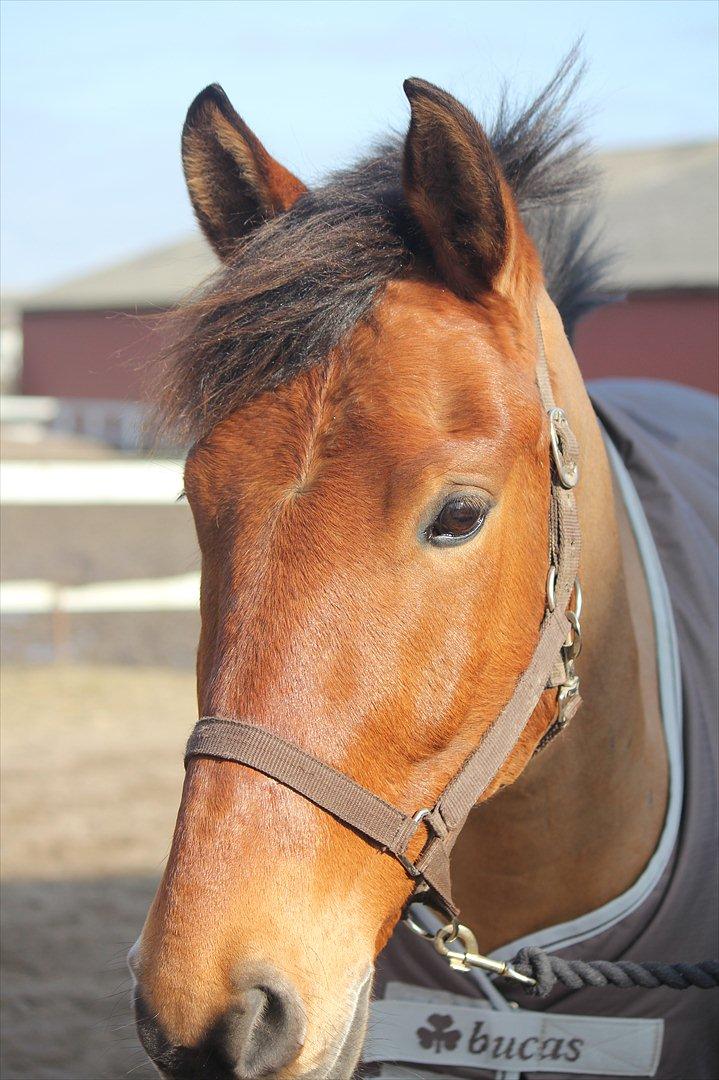 Anden særlig race Lucky Luke (Lille Fyren) billede 2