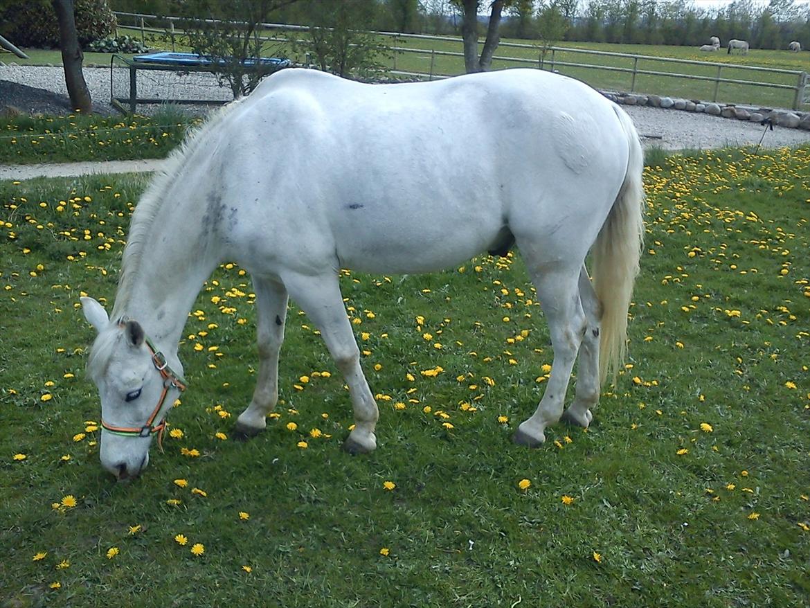Anden særlig race Søvinds Silvermoon <3 R.I.P <3 :'( - Silver på græs
7 maj 2012 billede 10