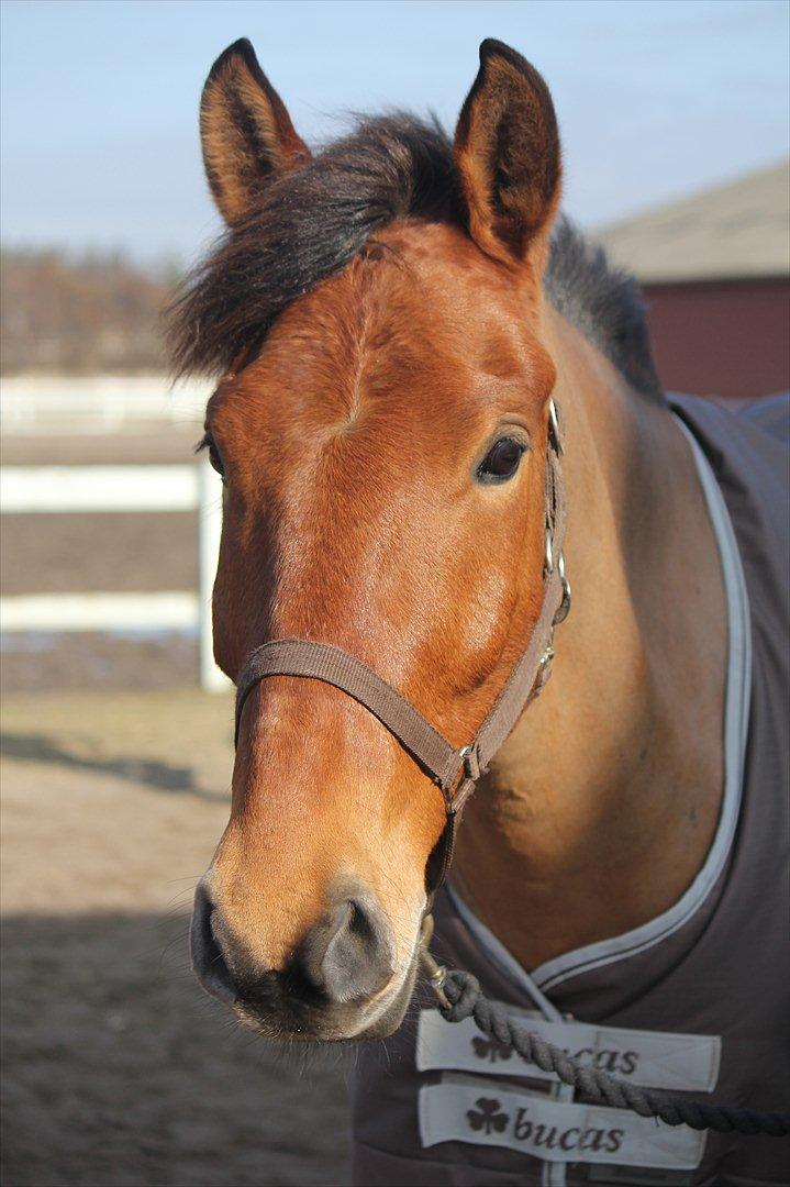 Anden særlig race Lucky Luke (Lille Fyren) billede 3
