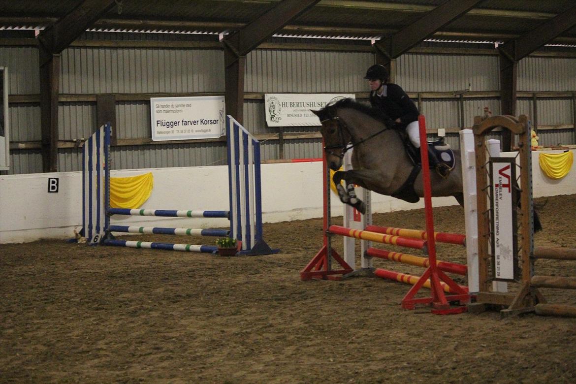 Anden særlig race Lucky Luke (Lille Fyren) billede 4