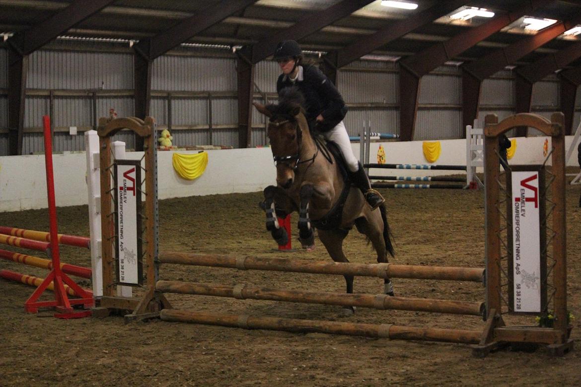 Anden særlig race Lucky Luke (Lille Fyren) billede 5