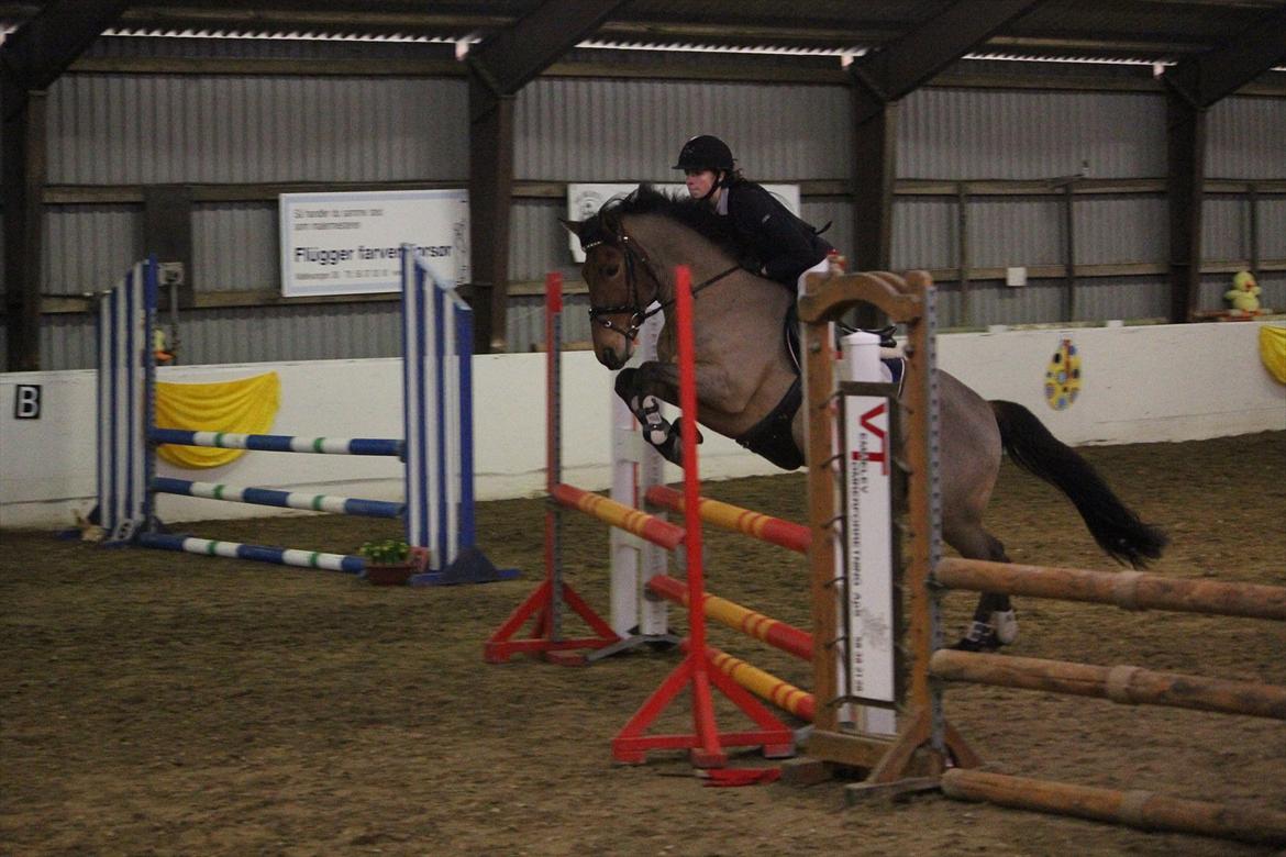 Anden særlig race Lucky Luke (Lille Fyren) billede 6