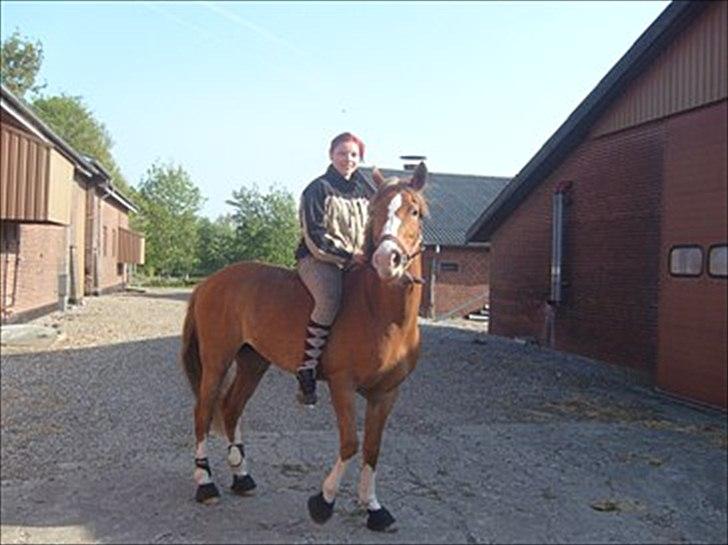 Hollandsk Sportspony Daylight!  <3 (Savnet&elsket) - Min baby og jeg rider ind fra folden!! :* Savner dig honey :* billede 14