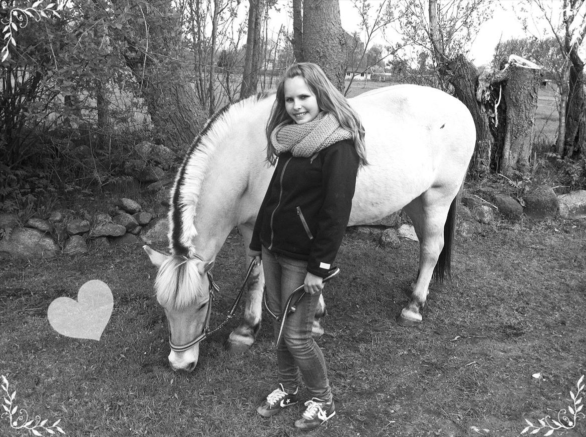 Fjordhest Prins - Vi kan jagte vores drømme når de stikker af, og græde sammen, når der intet er tilbage ♥ billede 6