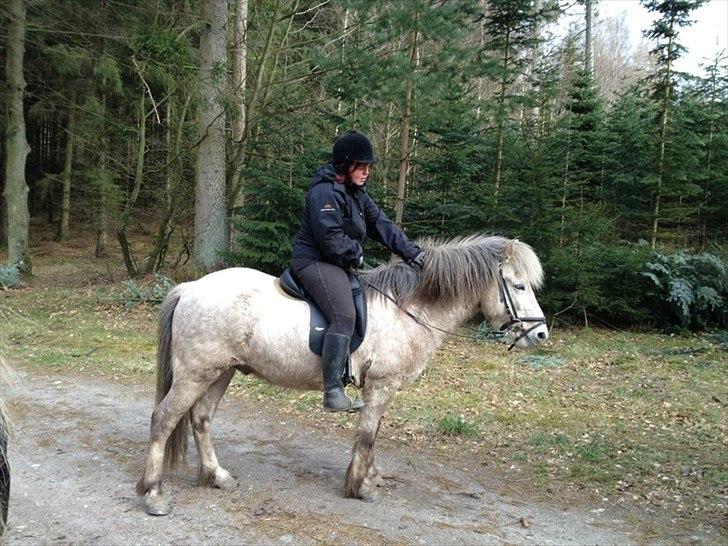 Islænder grani fra eyfjord  solgt - mig og grani da jeg var ude at prøve ham første gang billede 6