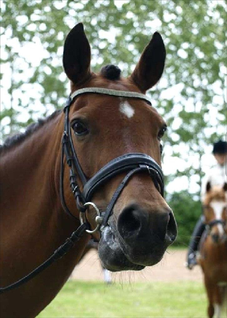 New Forest Minijos Galaksija billede 2