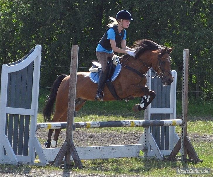 New Forest Minijos Galaksija billede 3