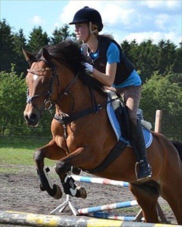 New Forest Minijos Galaksija billede 4