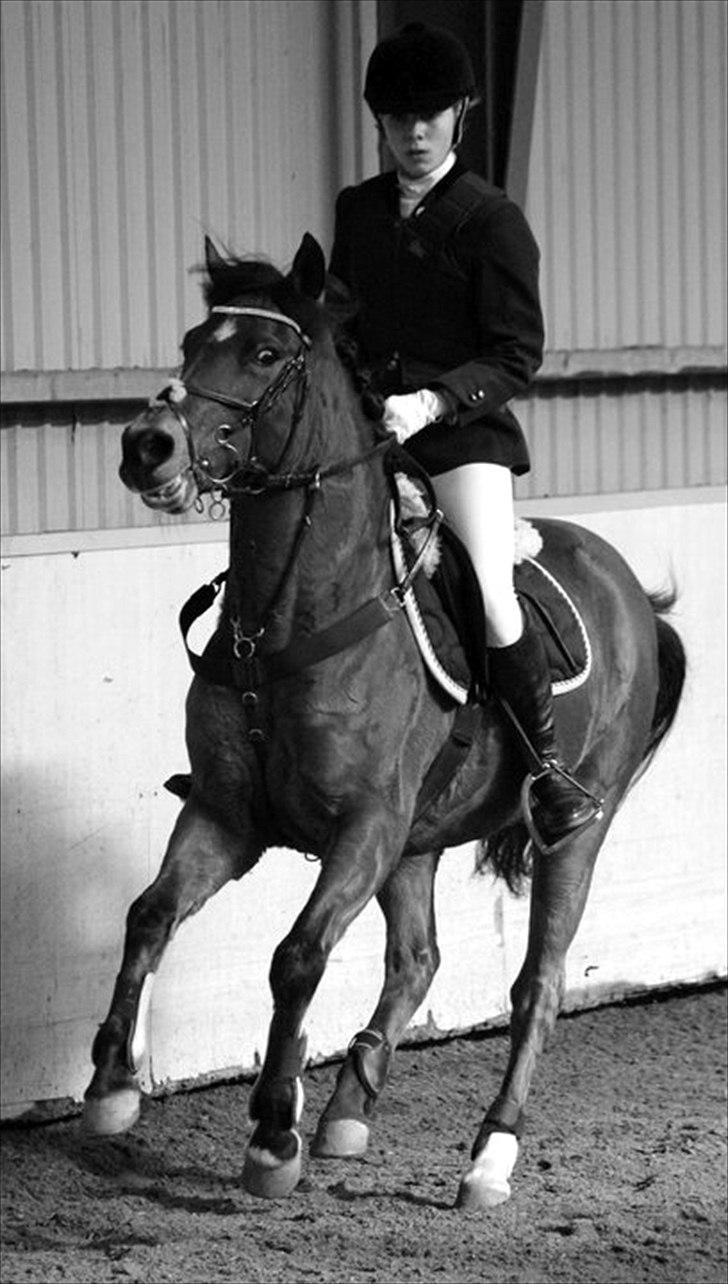 New Forest Minijos Galaksija billede 5