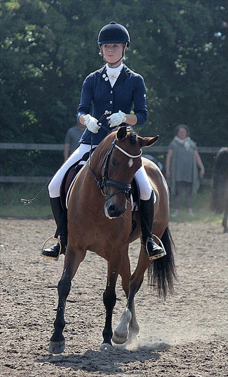 New Forest Minijos Galaksija billede 6