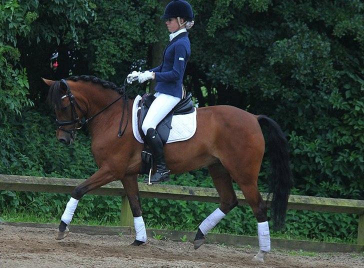 New Forest Minijos Galaksija billede 7