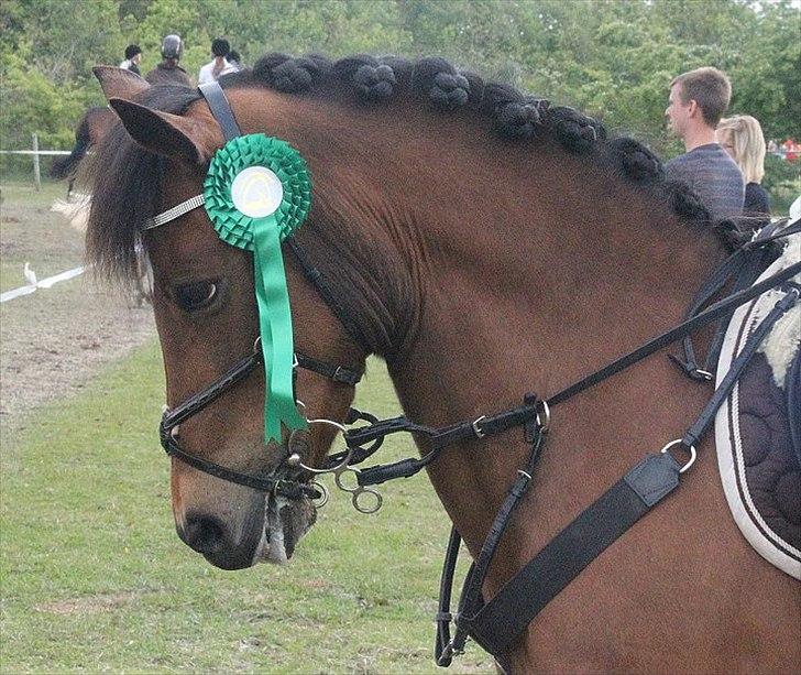 New Forest Minijos Galaksija billede 10