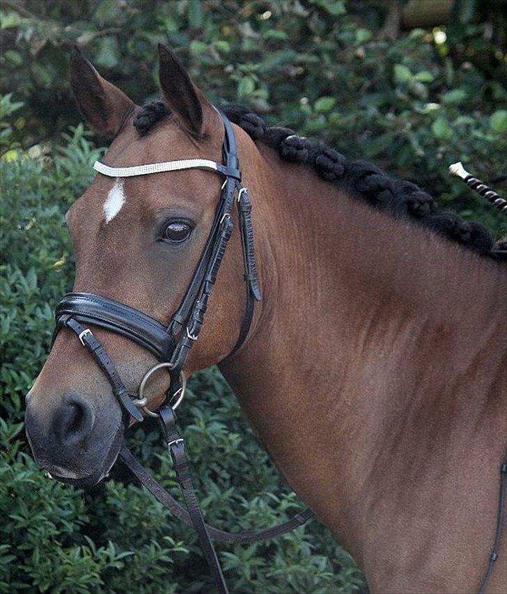 New Forest Minijos Galaksija billede 13