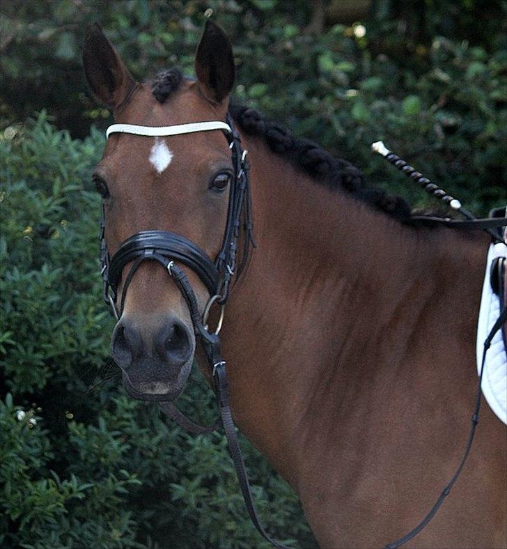 New Forest Minijos Galaksija billede 14