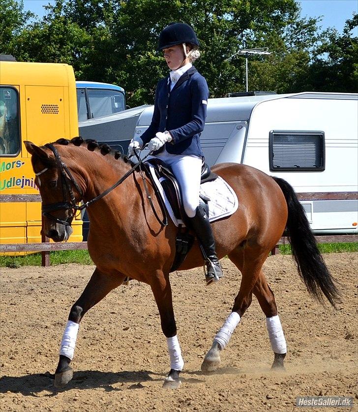 New Forest Minijos Galaksija billede 15