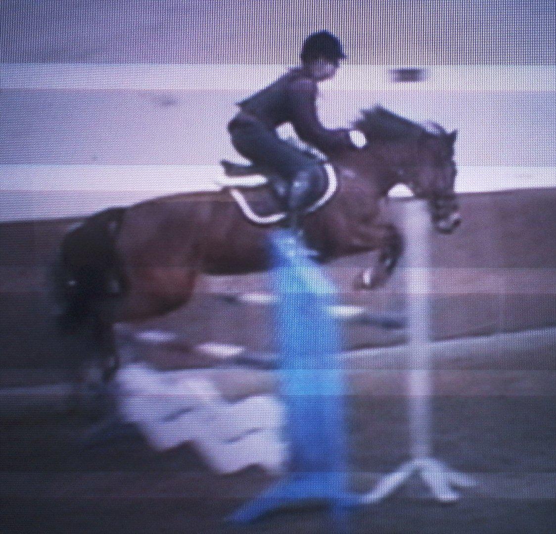 New Forest Minijos Galaksija billede 16