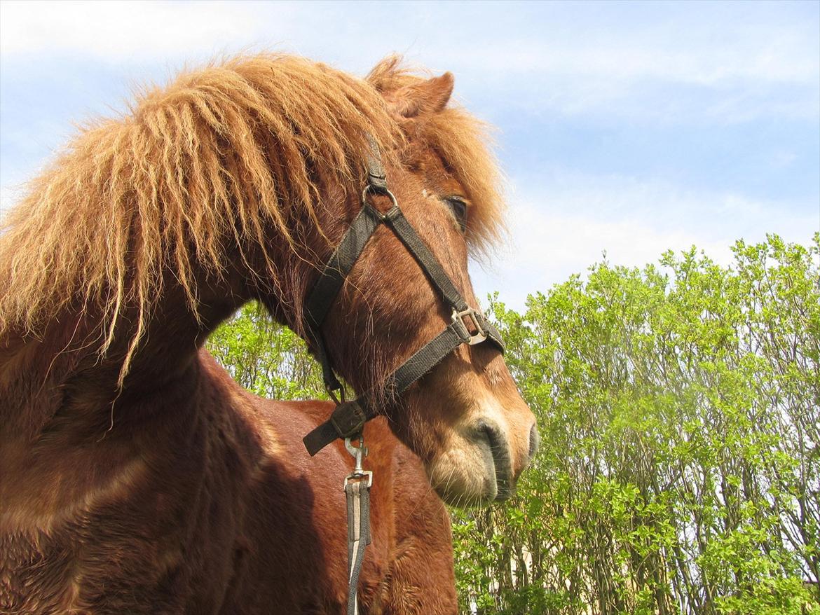 Islænder Tjalfe billede 3