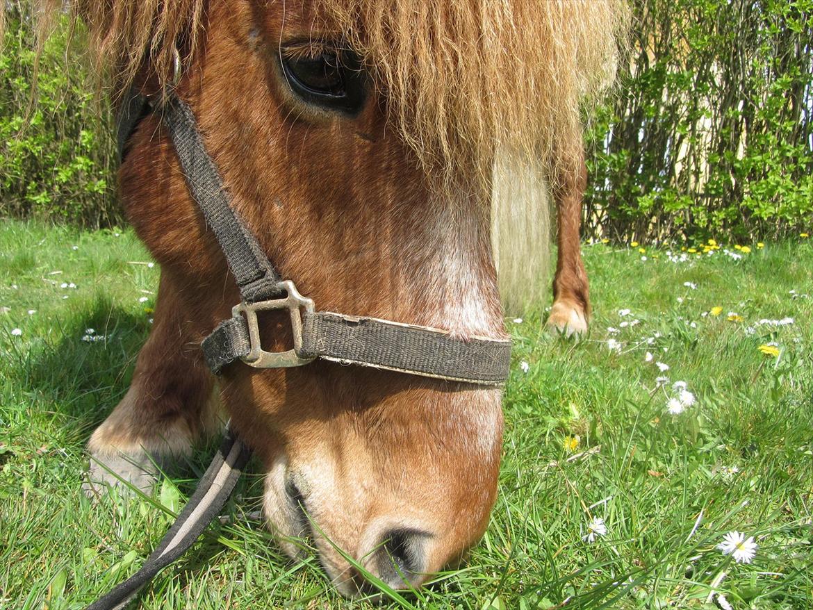 Islænder Tjalfe billede 4