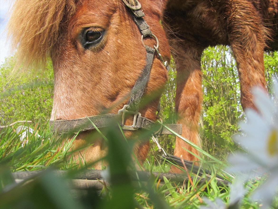 Islænder Tjalfe billede 5