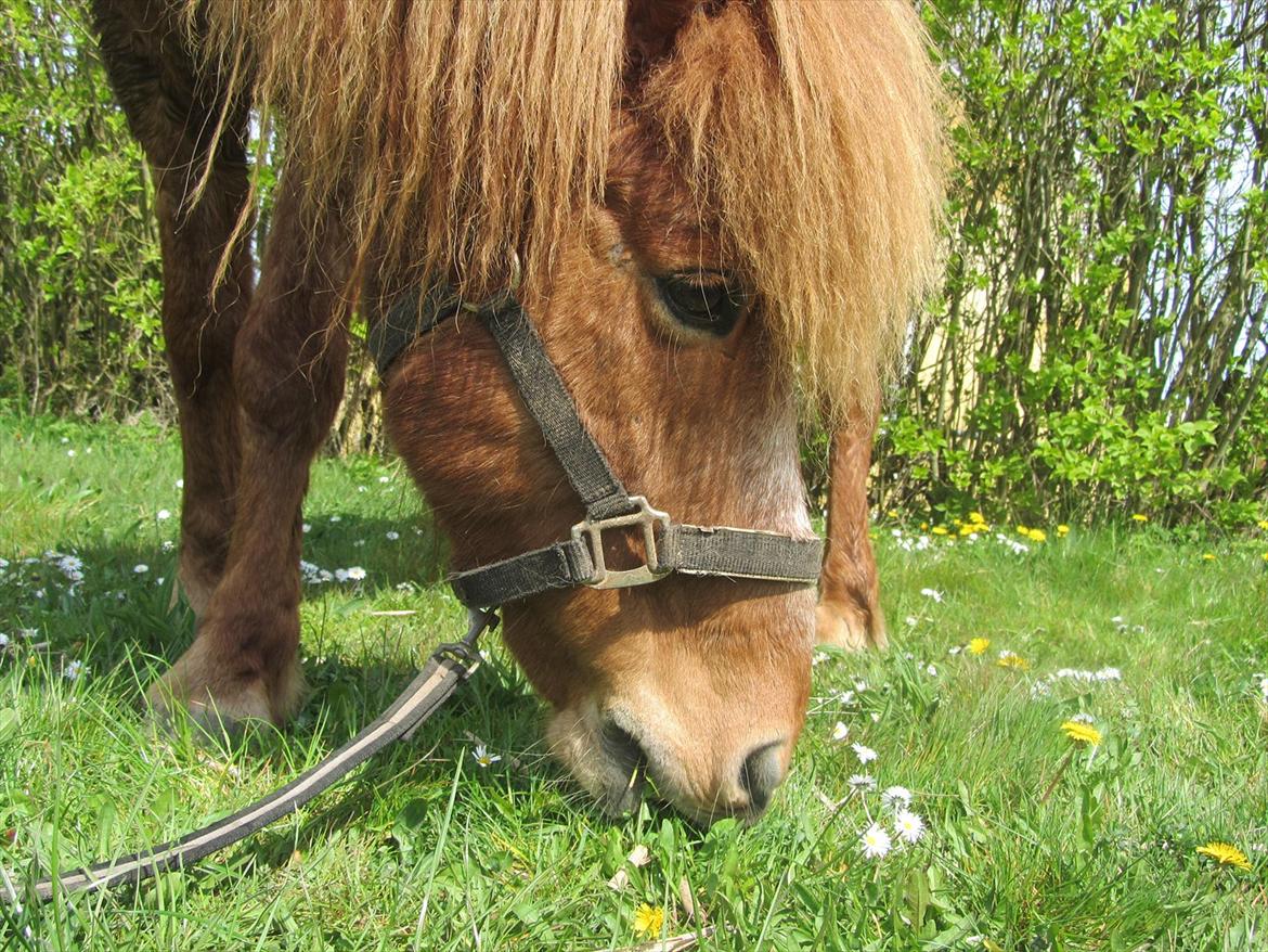 Islænder Tjalfe billede 6